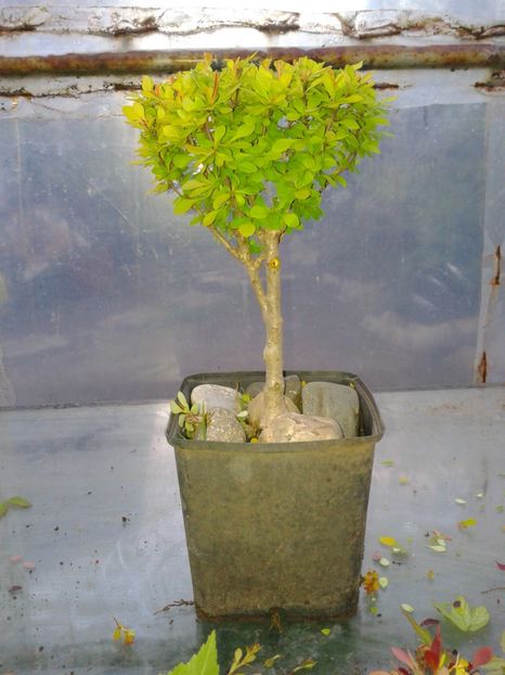 Fotografie0134 - COLECTIE PREBONSAI 2017