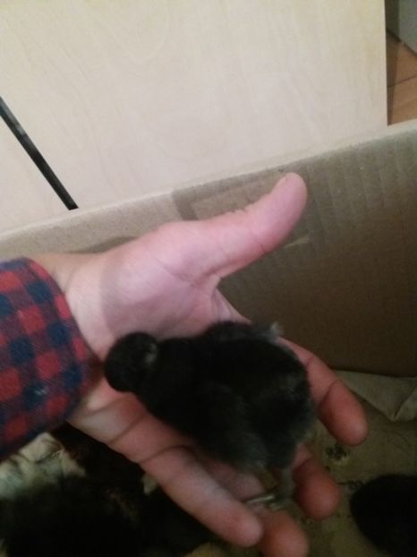 Pui motat - Puii 2017