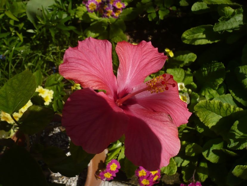 P1310740 - HIBISCUSI 2017-1