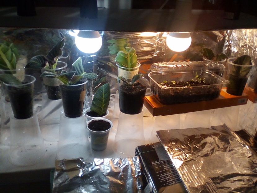 Mica mea creșă - categoria incepatori 2017