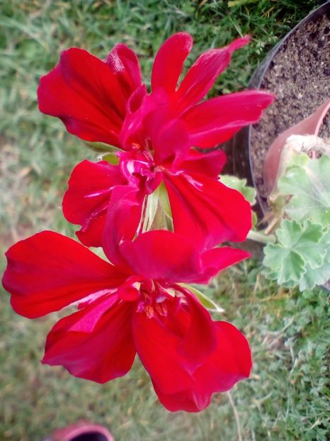 Muscata flori grena rosu - plante de interior