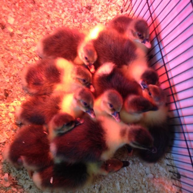 image - Gaste Pomerania 2017