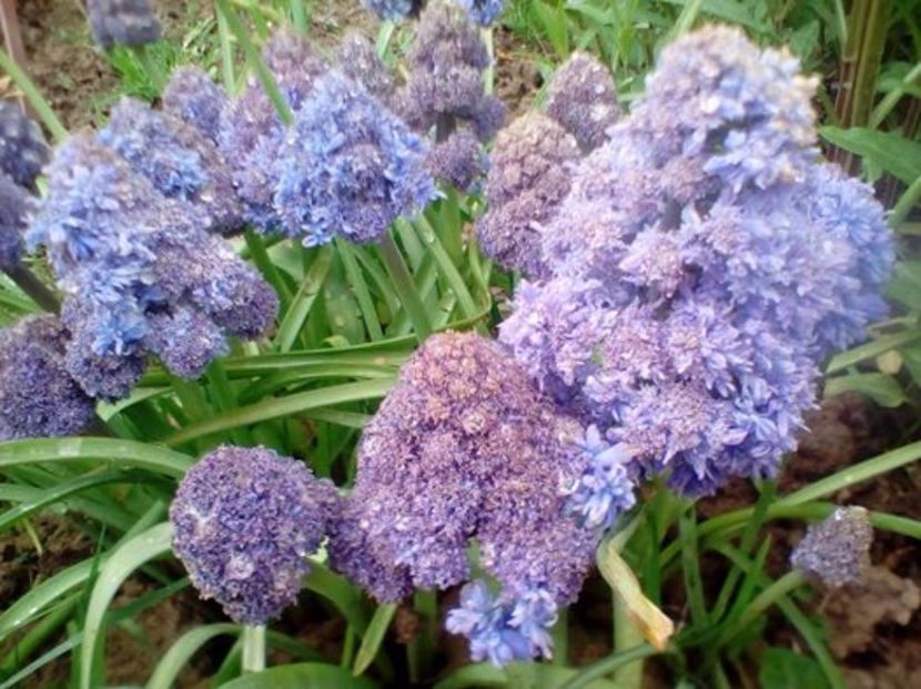 Muscari Fantasy creation - plante de primavara