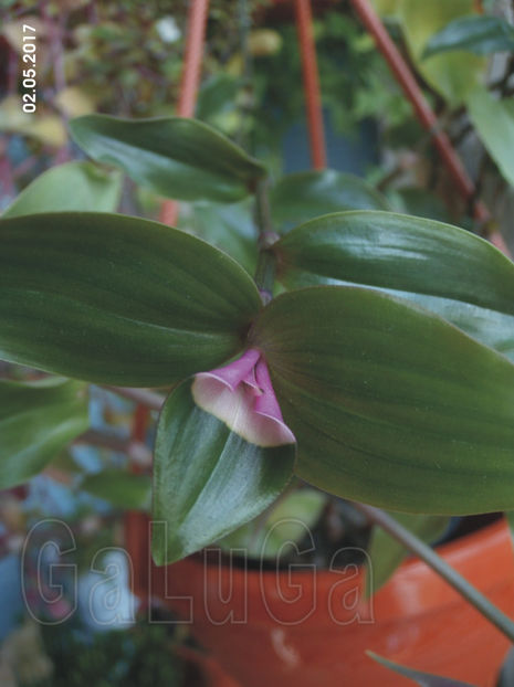 Tradescantia Blushing Bride - Blushing Bride
