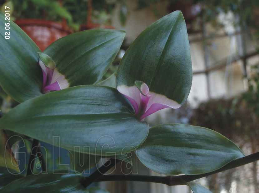 Tradescantia Blushing Bride - Blushing Bride