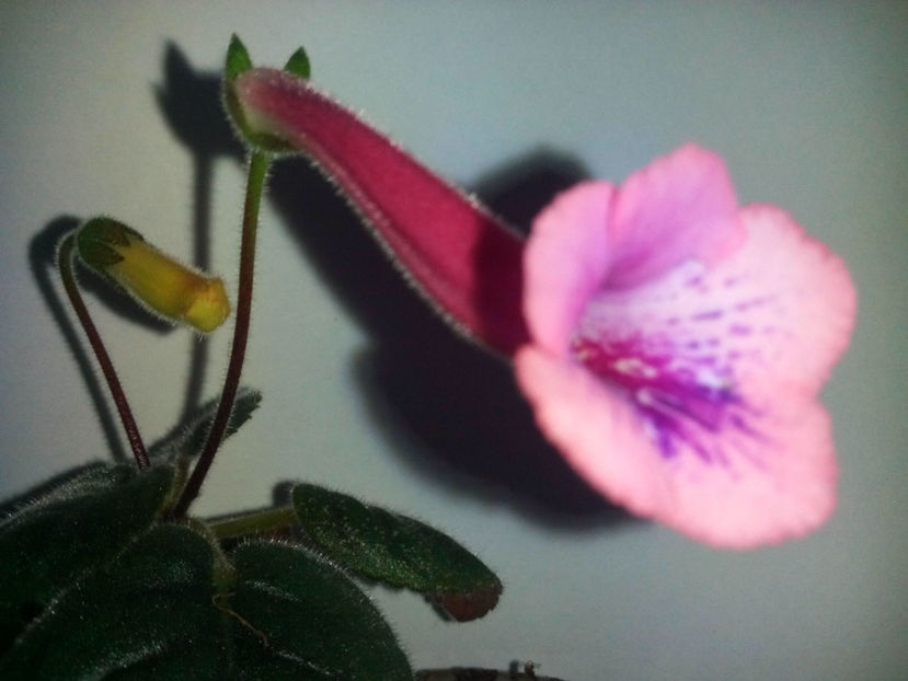 Minisinningia MCs Fondant Candy - Minisinningia MCs Fondant Candy