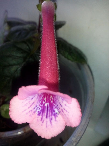 Minisinningia MCs Fondant Candy - Minisinningia MCs Fondant Candy