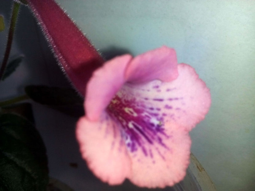 Minisinningia MCs Fondant Candy - Minisinningia MCs Fondant Candy