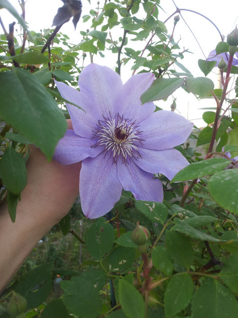  - Primavara - Vara 2017