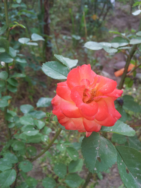  - Dimov urcator nr 14