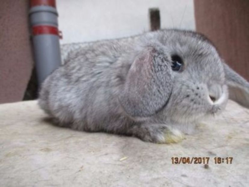 Berbec German masc. CHINCHILA - X ARHIVA IEPURI CE AM AVUT