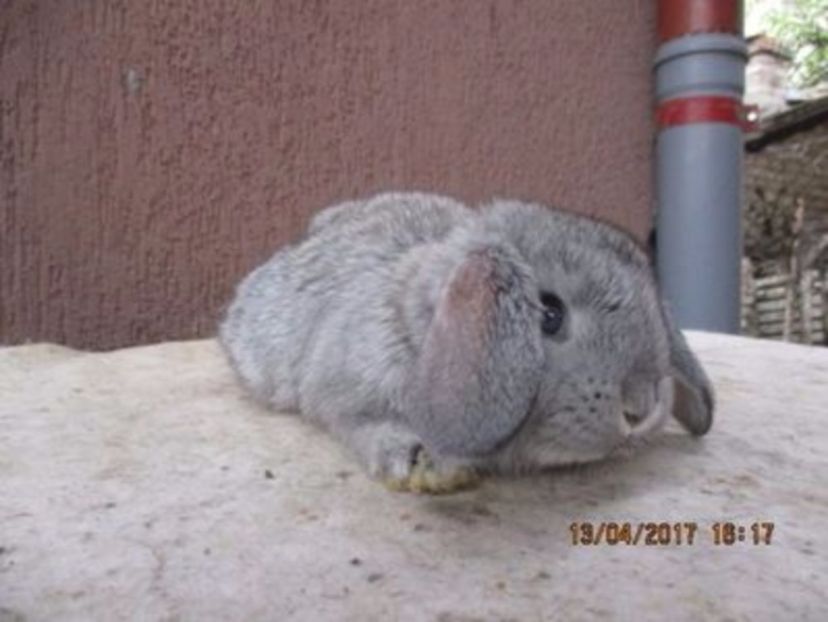 Productie proprie - X ARHIVA IEPURI CE AM AVUT