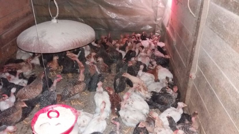 20170502_212722[1] - pui gaina 21 aprilie 2017