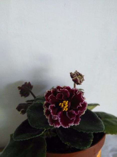 Le Madzhenta - 1-A-Violete 2017