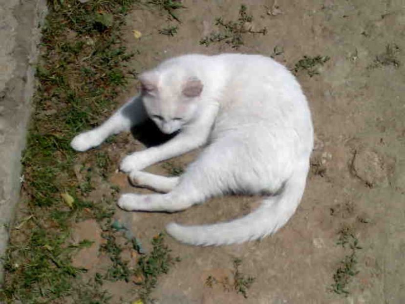  - Paulica doarme in pom