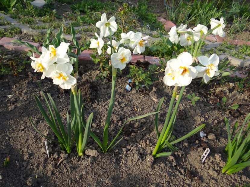 Winston Churchill -multi flowering - Zile de mai