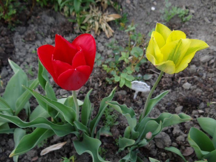 viridiflora yellow Spring Green si... - Zile de mai