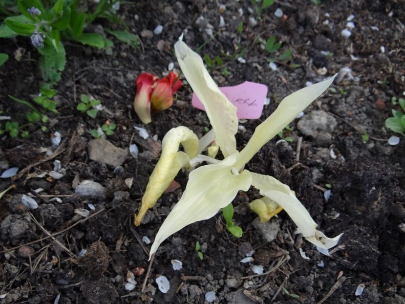 Hosta White Feather - Zile de mai