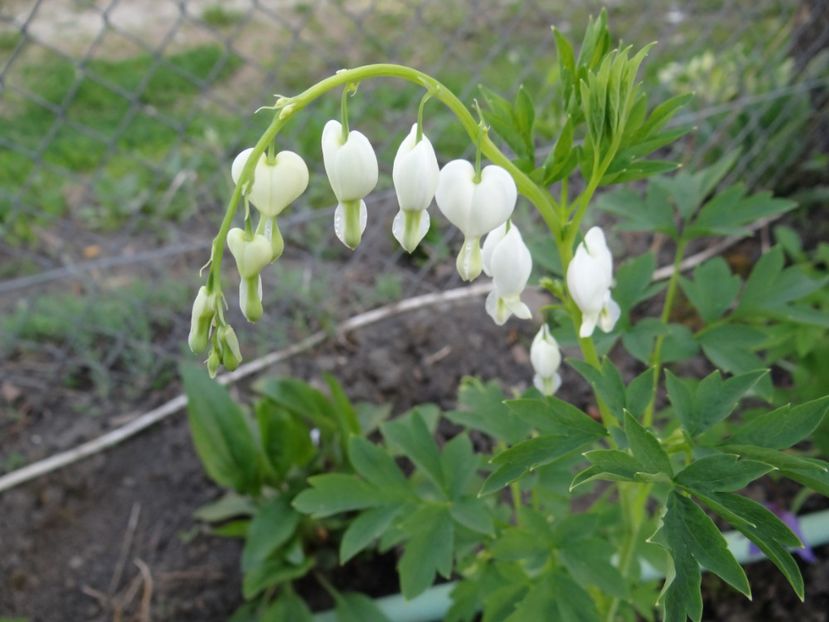 Dicentra Alba - Zile de mai