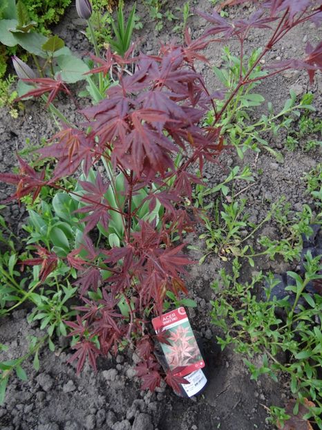 Acer Atropurpureum - Zile de mai