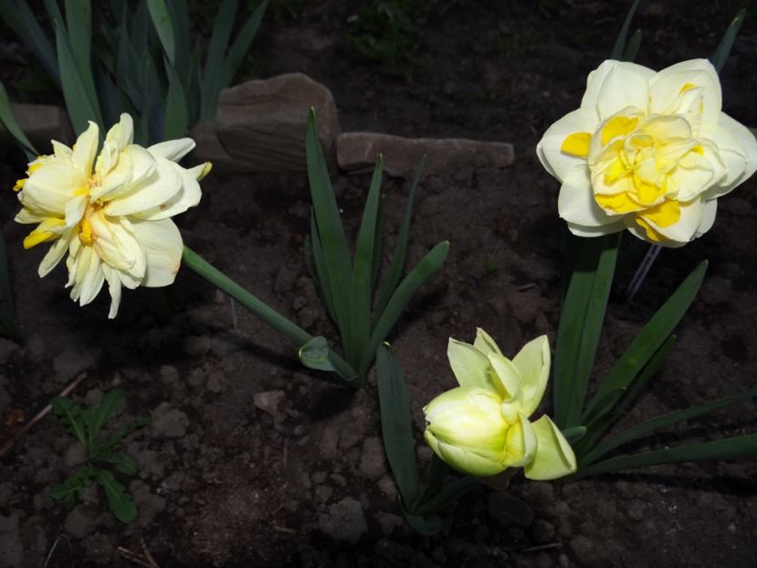 Sweat Pomponette - Zile de mai