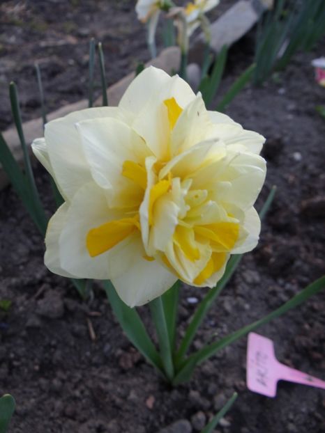 Sweet Pomponette - Zile de mai