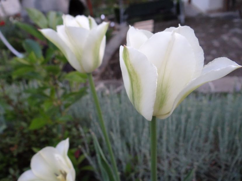 Viridiflora Spring Green - Zile de mai