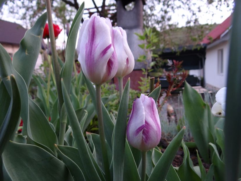 Flaming Flag - Zile de mai