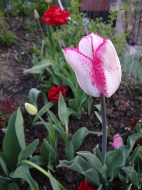 Play Girl - Zile de mai