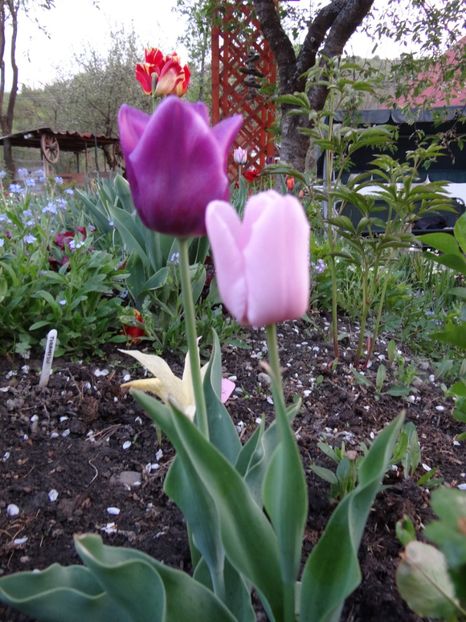 pink impression si purple prince - Zile de mai