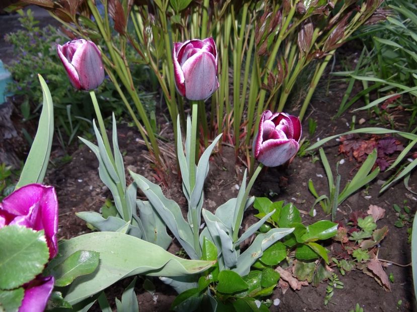 7 mai - Zile de mai