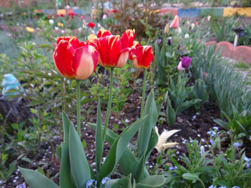 Banja Luka - Zile de mai