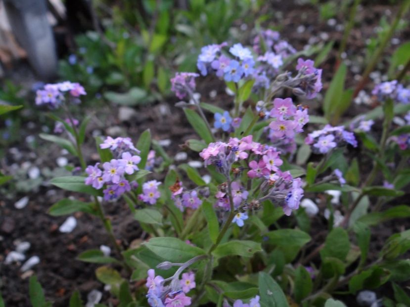 Myosotis - Zile de mai