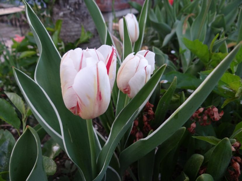 Happy Generation - Zile de mai