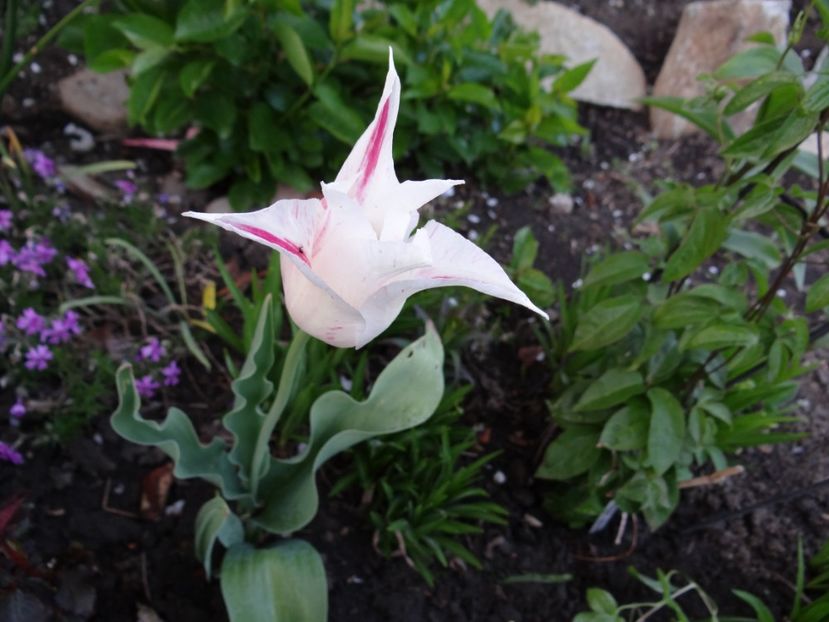 lily- Marilyn - Zile de mai