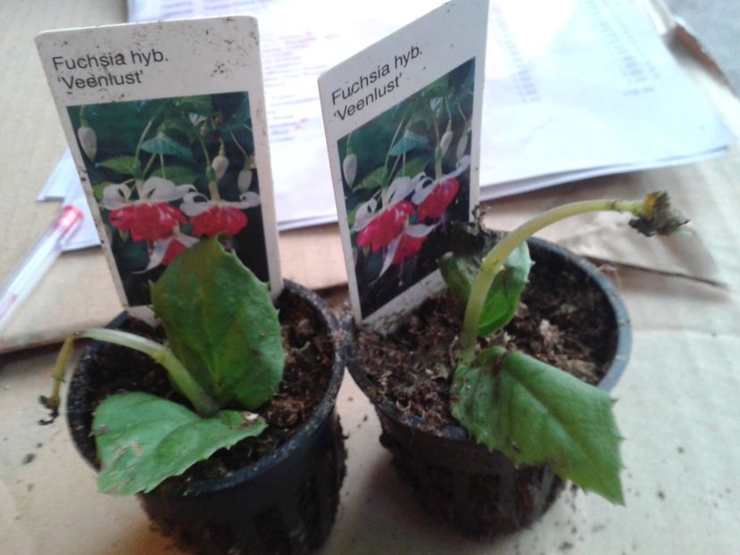 Fotografie0907_1 - hoya2 si alte plante primite