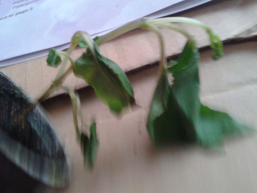 Fotografie0904_1 - hoya2 si alte plante primite