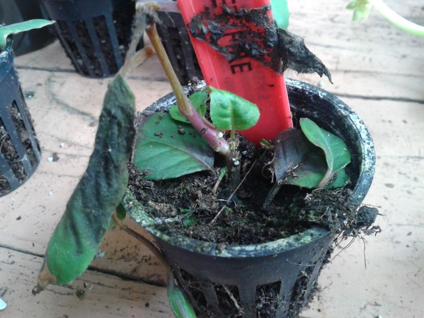 Fotografie0901_1 - hoya2 si alte plante primite