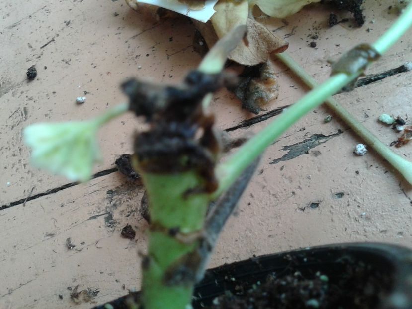 Fotografie0900 - hoya2 si alte plante primite