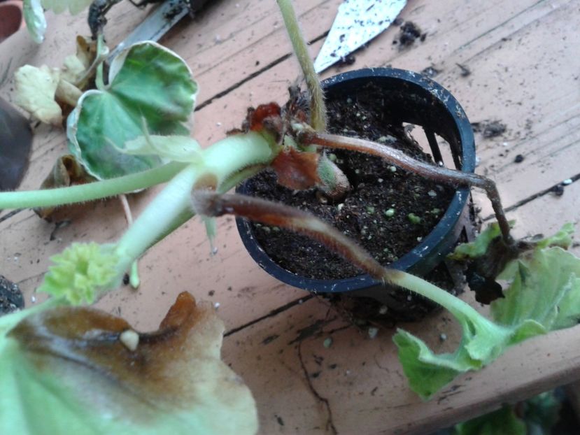 Fotografie0898_1 - hoya2 si alte plante primite