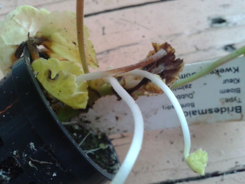 Fotografie0893 - hoya2 si alte plante primite