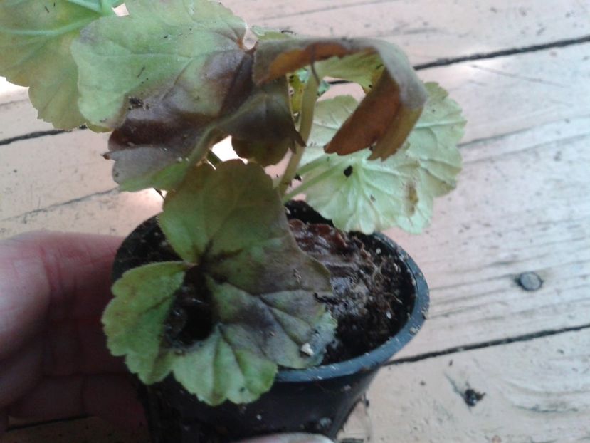 Fotografie0892 - hoya2 si alte plante primite