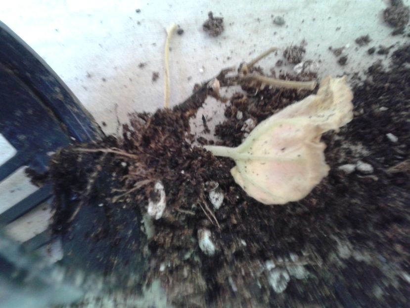 Fotografie0877_1 - hoya2 si alte plante primite