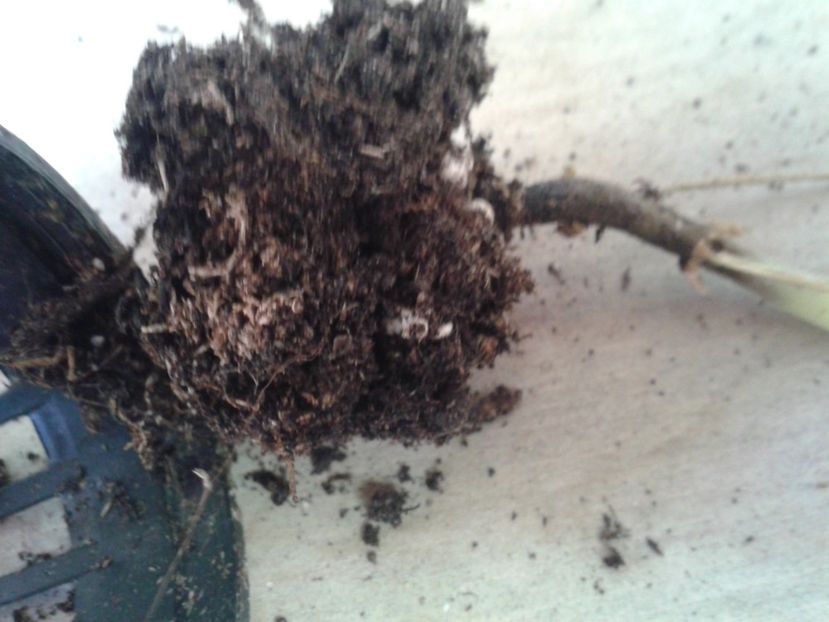 Fotografie0874 - hoya2 si alte plante primite