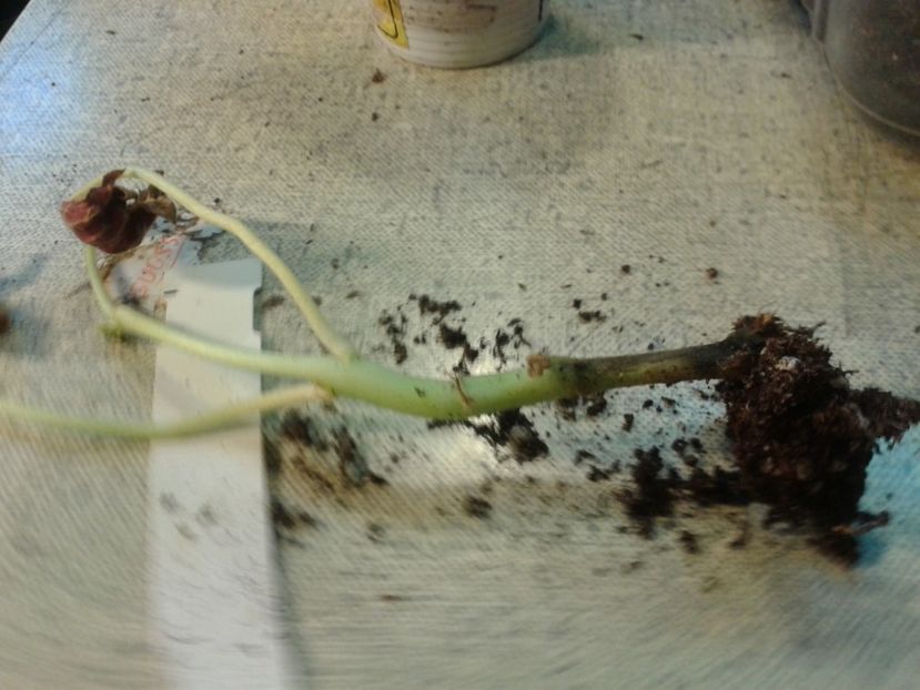 Fotografie0873_1 - hoya2 si alte plante primite