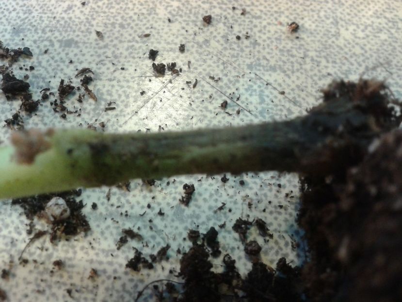 Fotografie0872_1 - hoya2 si alte plante primite