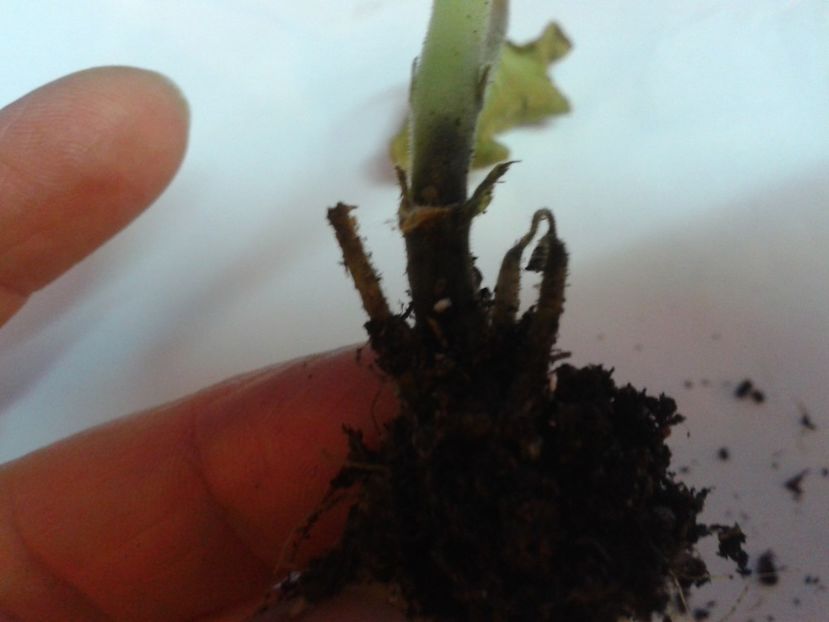 Fotografie0869 - hoya2 si alte plante primite