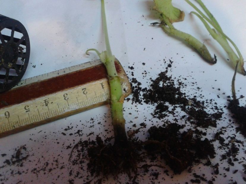 Fotografie0868 - hoya2 si alte plante primite