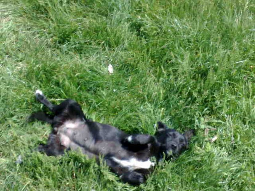 se apropie timpul sa avem puisori - Caini de sobolani-dihori-paza