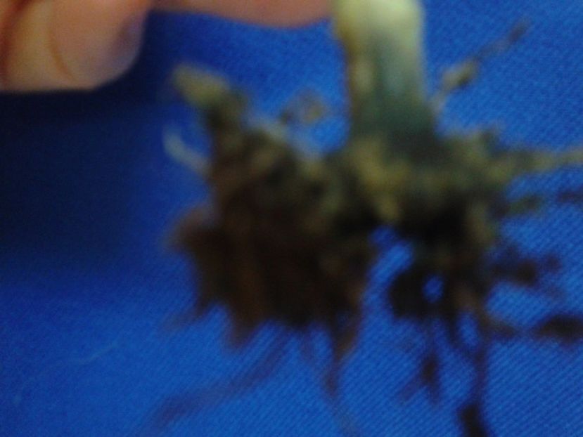 Fotografie0864 - hoya2 si alte plante primite